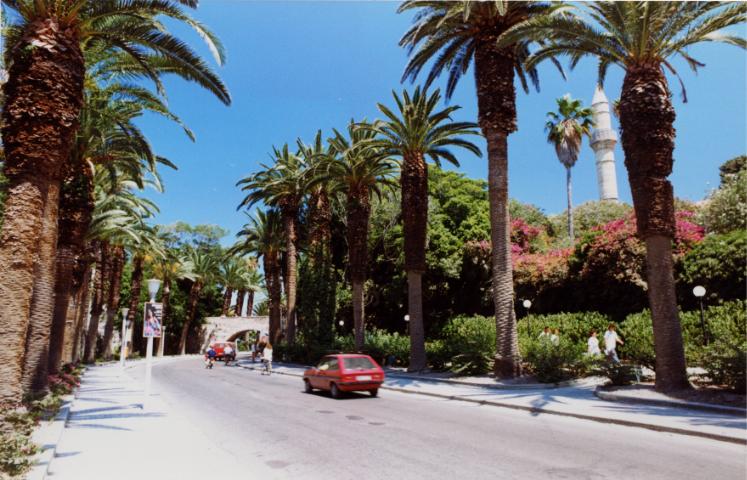 Palm trees -  by Derek Oakley