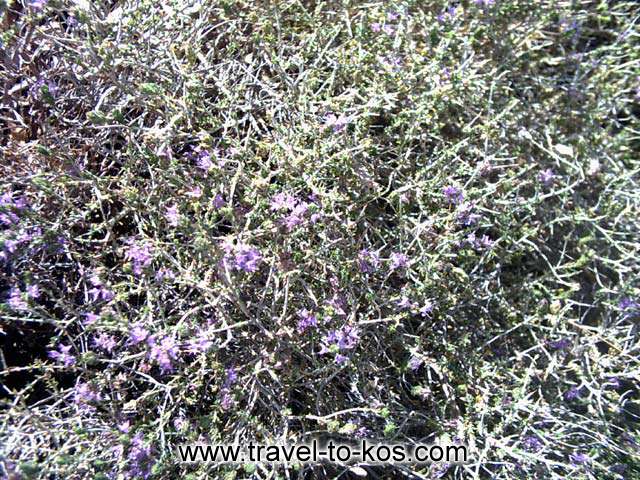 WILD FLOWERS - Wild flowers grow up near to the walls of the castle of Antimachia. 