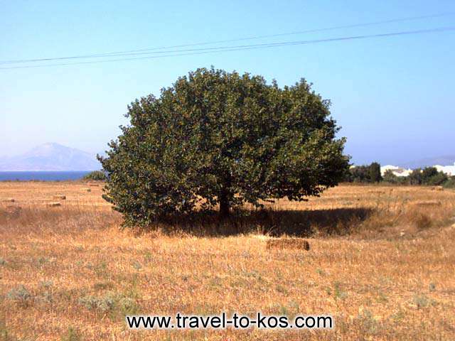 VIEW - The way to Mastichari village has many beautifyl sights. 