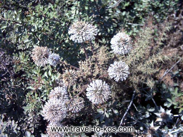 WILD FLOWERS - Wild flowers near the beach. It's a goergeous view, isn't it?
