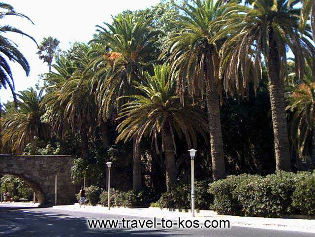 PALM TREES - The street with the palm trees give to the town an exotic look.  