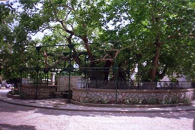 Hippocrates plane tree - The Hippocrates Plane Tree in Kos Town. According to the locals, Hippocrates tought his pupils under this tree.