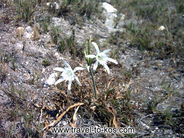 WILD FLOWERS - Wild flowers grow up over the rocks. 