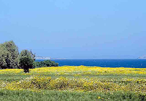 FIELD - A field with flowers in the spring in Mastichari