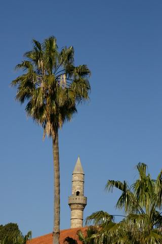 Palm tree - Palm tree and minaret. This shot was taken from the old city of Kws looking to a Mouslim Church. Kos , Dodekanisa , Greece by nikos douzinas